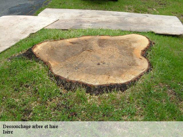 Dessouchage arbre et haie Isère 