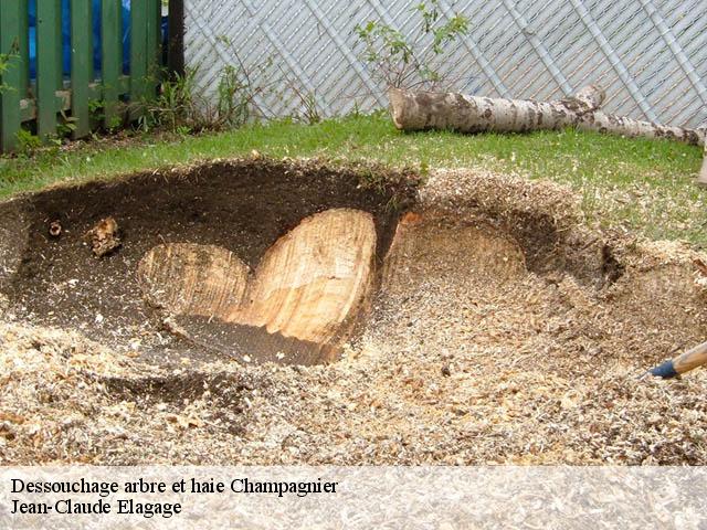 Dessouchage arbre et haie  champagnier-38800 Jean-Claude Elagage