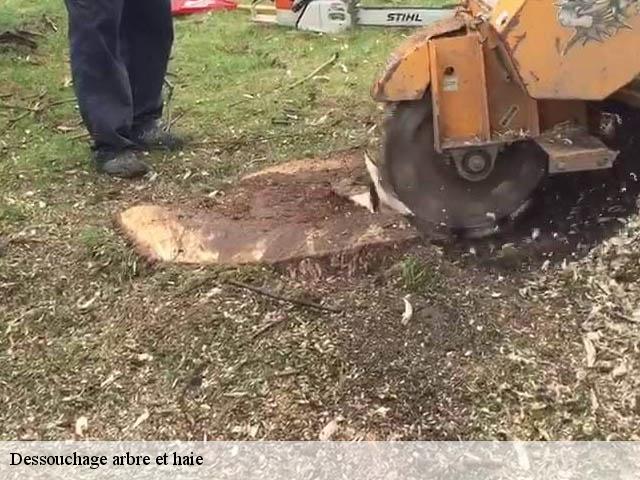 Dessouchage arbre et haie