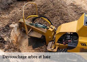 Dessouchage arbre et haie
