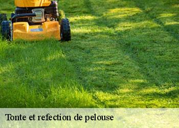 Tonte et refection de pelouse