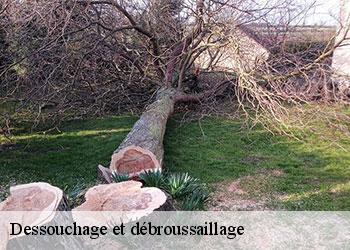 Dessouchage et débroussaillage